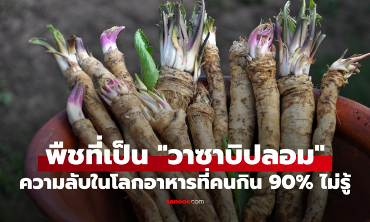 ช็อกทั้งโลก! วาซาบิแท้ทำจากพืชหายาก 90% ที่กินกันคือของปลอมจากฮอร์สแรดิช
